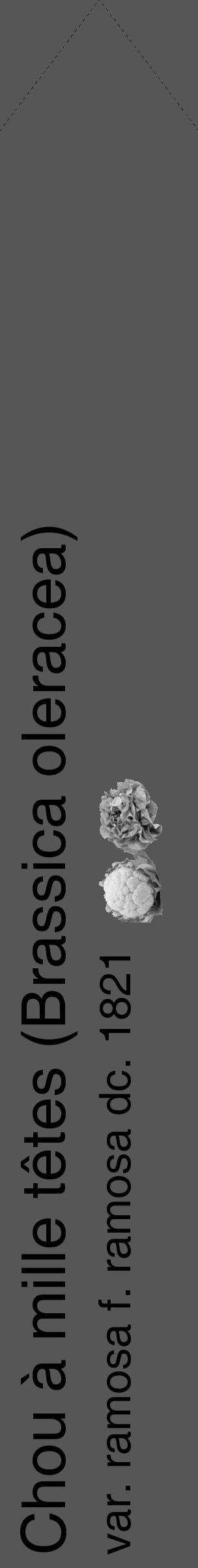 Étiquette de : Brassica oleracea var. ramosa f. ramosa dc. 1821 - format c - style noire45_simple_simplehel avec comestibilité simplifiée - position verticale