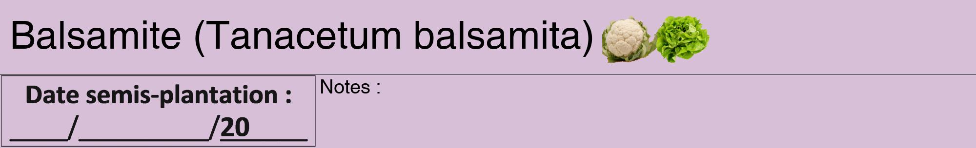 Étiquette de : Tanacetum balsamita - format a - style noire54basiquehel avec comestibilité simplifiée