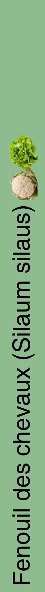 Étiquette de : Silaum silaus - format a - style noire13hel avec comestibilité simplifiée