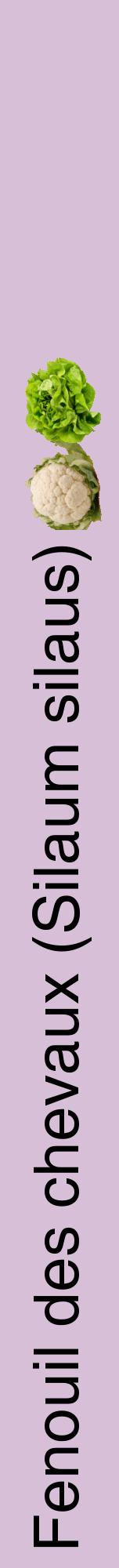 Étiquette de : Silaum silaus - format a - style noire54hel avec comestibilité simplifiée