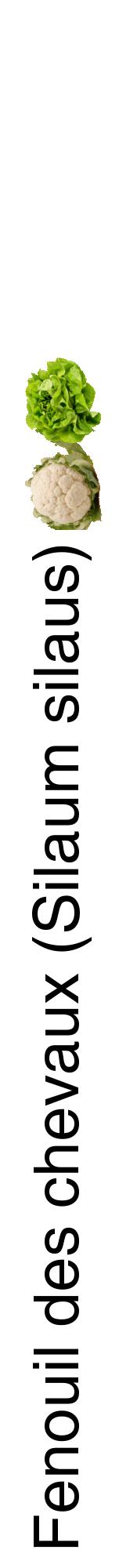 Étiquette de : Silaum silaus - format a - style noire60hel avec comestibilité simplifiée