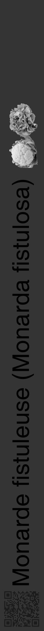 Étiquette de : Monarda fistulosa - format a - style noire46hel avec qrcode et comestibilité simplifiée - position verticale