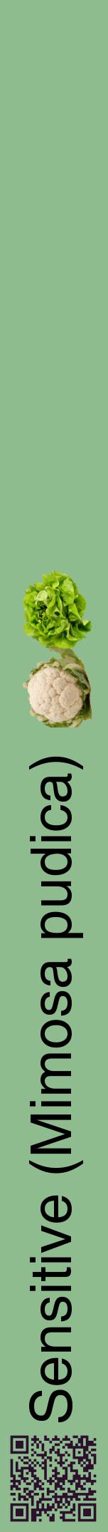 Étiquette de : Mimosa pudica - format a - style noire13hel avec qrcode et comestibilité simplifiée