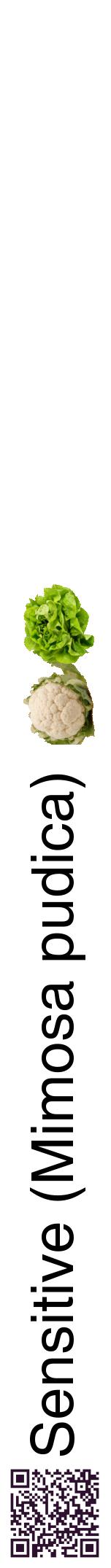 Étiquette de : Mimosa pudica - format a - style noire60hel avec qrcode et comestibilité simplifiée