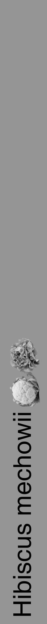Étiquette de : Hibiscus mechowii - format a - style noire16hel avec comestibilité simplifiée - position verticale