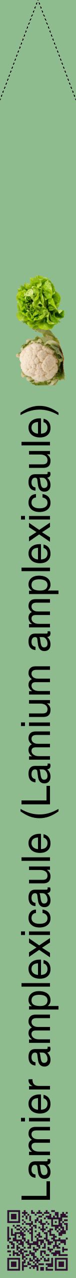Étiquette de : Lamium amplexicaule - format b - style noire13hel avec qrcode et comestibilité simplifiée