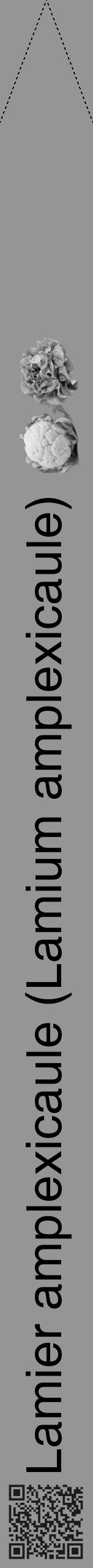 Étiquette de : Lamium amplexicaule - format b - style noire16hel avec qrcode et comestibilité simplifiée - position verticale