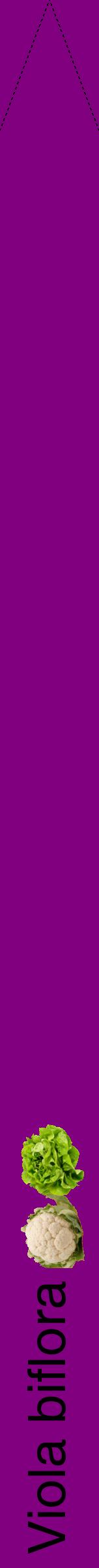Étiquette de : Viola biflora - format b - style noire46hel avec comestibilité simplifiée