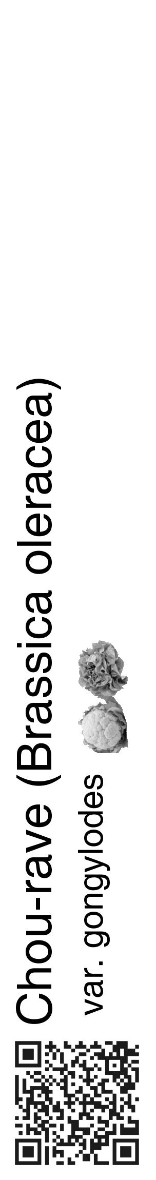 Étiquette de : Brassica oleracea var. gongylodes - format c - style noire60_basique_basiquehel avec qrcode et comestibilité simplifiée - position verticale