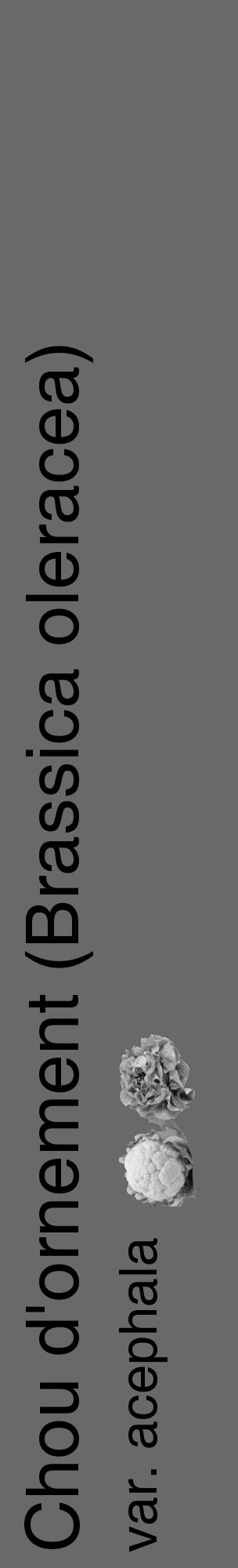 Étiquette de : Brassica oleracea var. acephala - format c - style noire11_basique_basiquehel avec comestibilité simplifiée - position verticale