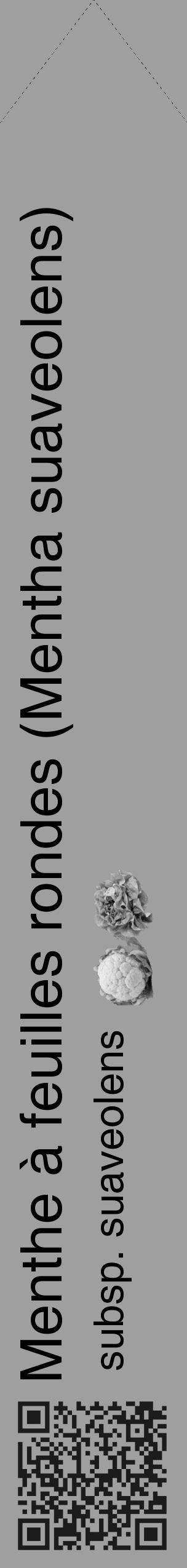 Étiquette de : Mentha suaveolens subsp. suaveolens - format c - style noire24_simple_simplehel avec qrcode et comestibilité simplifiée - position verticale