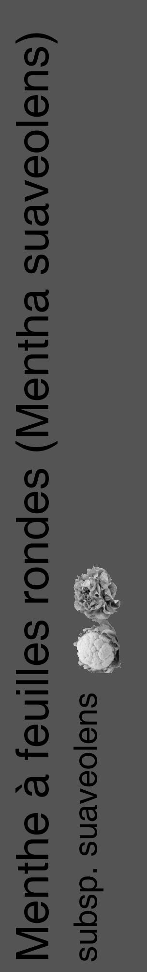 Étiquette de : Mentha suaveolens subsp. suaveolens - format c - style noire36_basique_basiquehel avec comestibilité simplifiée - position verticale