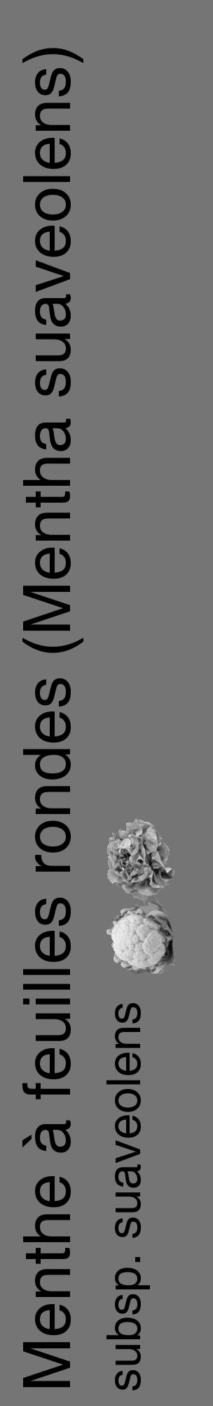 Étiquette de : Mentha suaveolens subsp. suaveolens - format c - style noire5_basique_basiquehel avec comestibilité simplifiée - position verticale