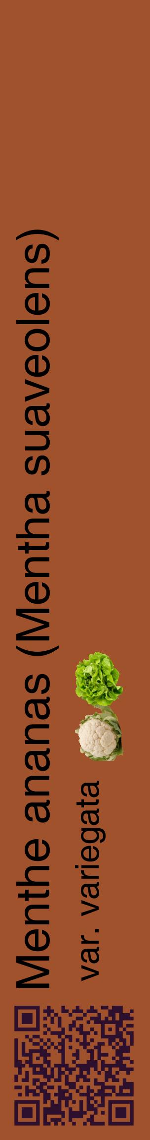 Étiquette de : Mentha suaveolens var. variegata - format c - style noire32_basiquehel avec qrcode et comestibilité simplifiée