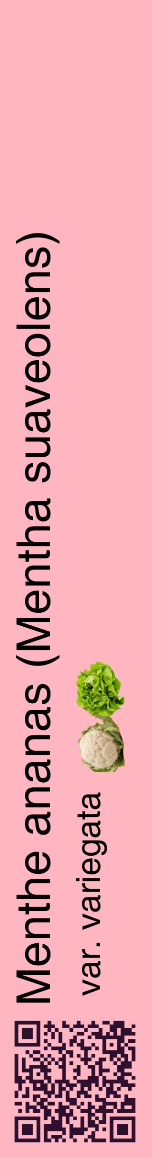 Étiquette de : Mentha suaveolens var. variegata - format c - style noire41_basiquehel avec qrcode et comestibilité simplifiée
