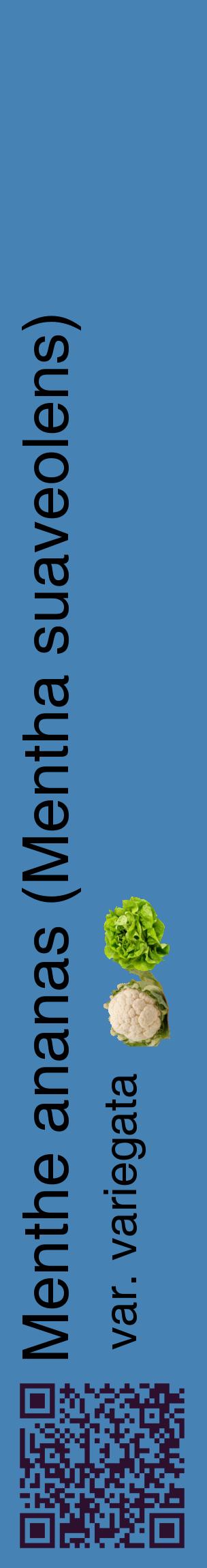 Étiquette de : Mentha suaveolens var. variegata - format c - style noire5_basiquehel avec qrcode et comestibilité simplifiée