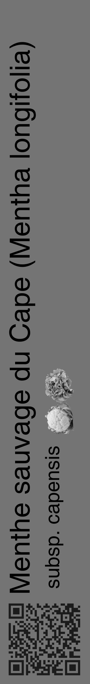 Étiquette de : Mentha longifolia subsp. capensis - format c - style noire26_basique_basiquehel avec qrcode et comestibilité simplifiée - position verticale