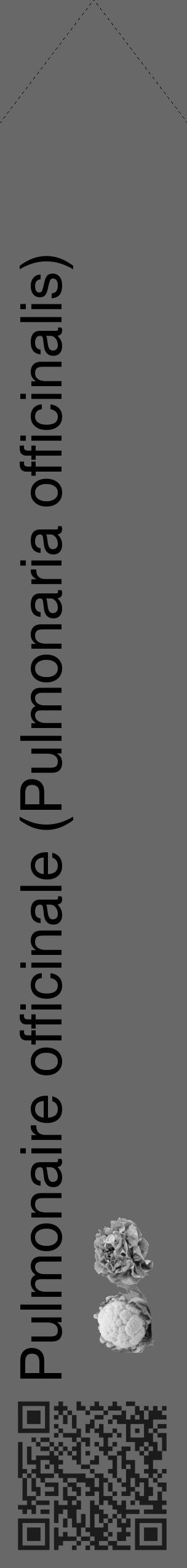 Étiquette de : Pulmonaria officinalis - format c - style noire6_simple_simplehel avec qrcode et comestibilité simplifiée - position verticale