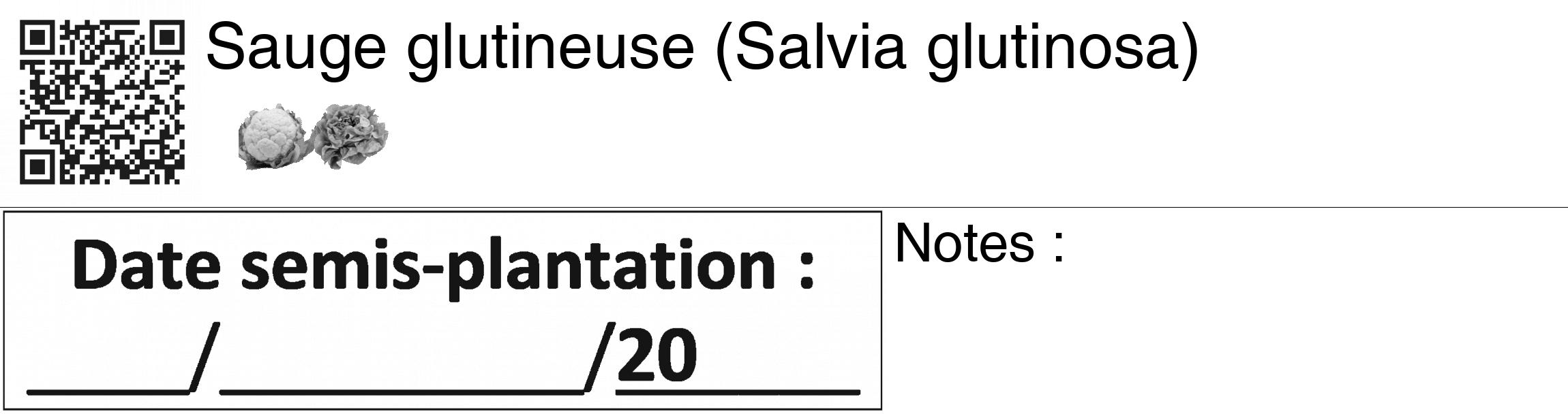 Étiquette de : Salvia glutinosa - format c - style noire60_basiquegrrvhel avec qrcode et comestibilité simplifiée