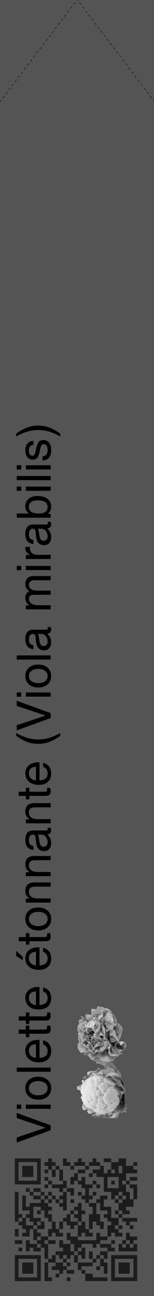 Étiquette de : Viola mirabilis - format c - style noire30_simple_simplehel avec qrcode et comestibilité simplifiée - position verticale