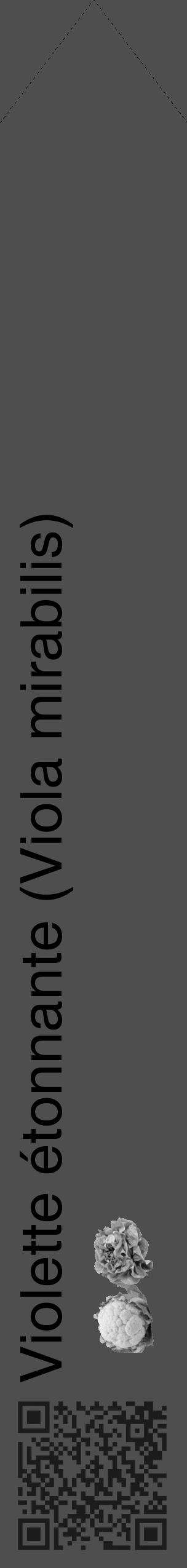Étiquette de : Viola mirabilis - format c - style noire33_simple_simplehel avec qrcode et comestibilité simplifiée - position verticale