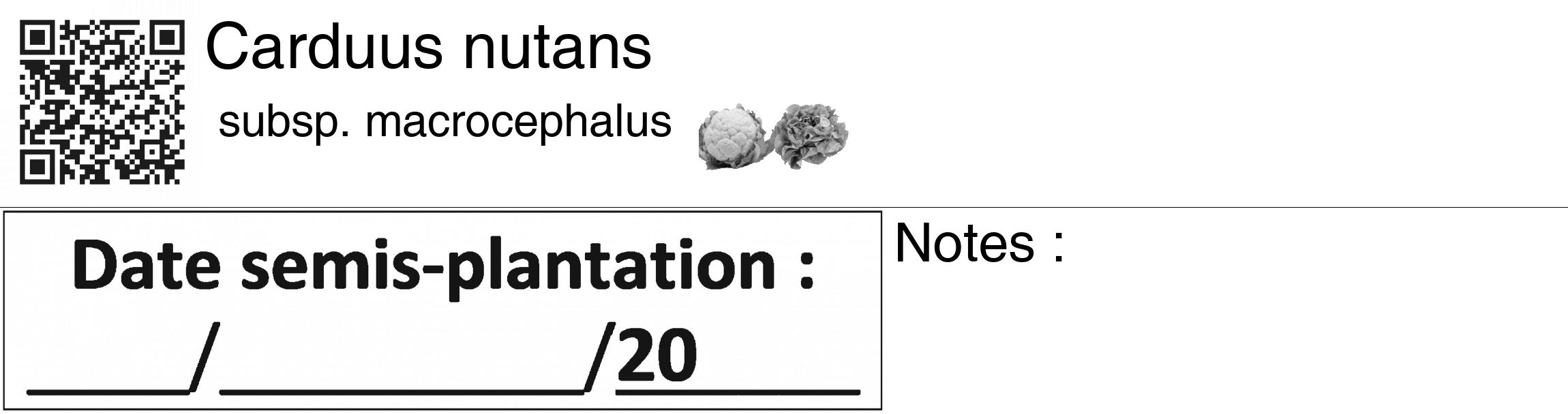 Étiquette de : Carduus nutans subsp. macrocephalus - format c - style noire60_basiquegrrvhel avec qrcode et comestibilité simplifiée