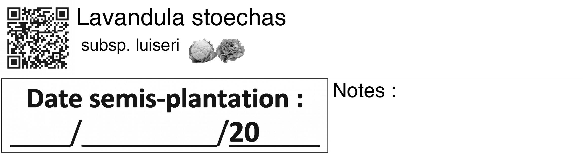 Étiquette de : Lavandula stoechas subsp. luiseri - format c - style noire60_basiquegrrvhel avec qrcode et comestibilité simplifiée