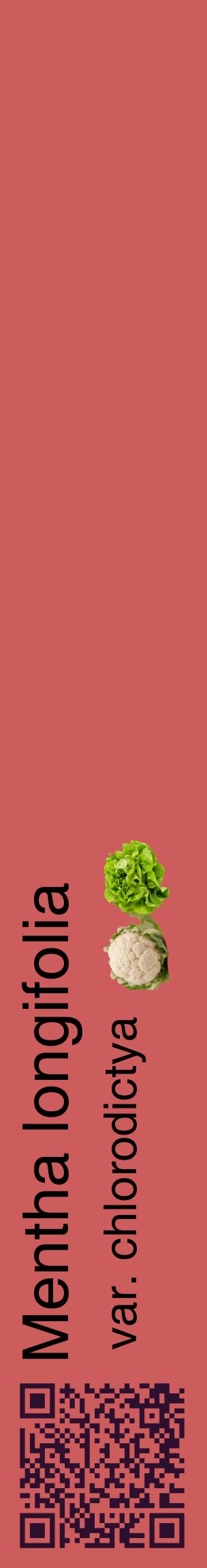 Étiquette de : Mentha longifolia var. chlorodictya - format c - style noire35_basiquehel avec qrcode et comestibilité simplifiée