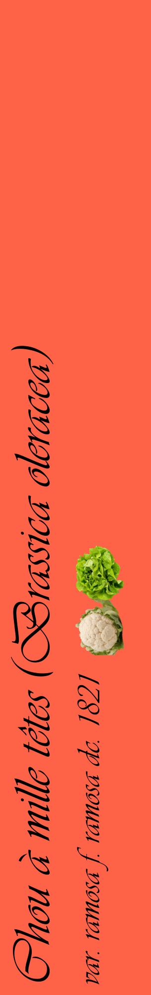 Étiquette de : Brassica oleracea var. ramosa f. ramosa dc. 1821 - format c - style noire25_basiqueviv avec comestibilité simplifiée