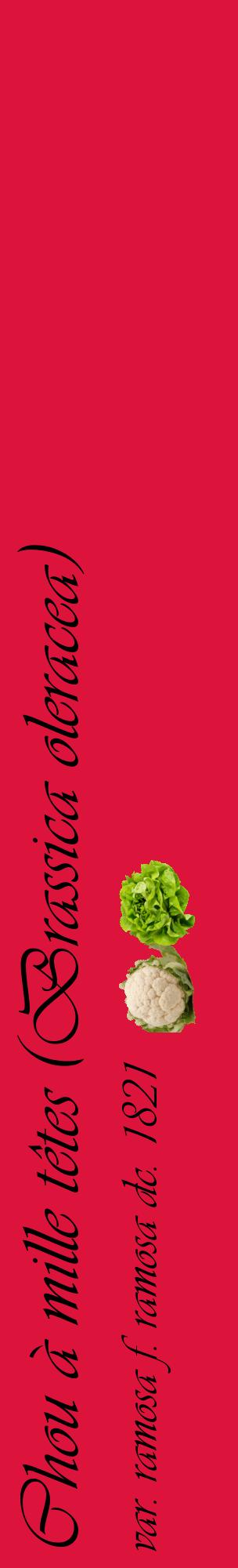 Étiquette de : Brassica oleracea var. ramosa f. ramosa dc. 1821 - format c - style noire36_basiqueviv avec comestibilité simplifiée
