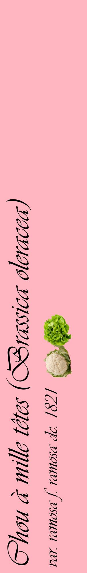 Étiquette de : Brassica oleracea var. ramosa f. ramosa dc. 1821 - format c - style noire41_basiqueviv avec comestibilité simplifiée