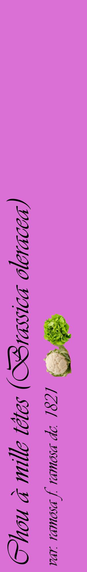 Étiquette de : Brassica oleracea var. ramosa f. ramosa dc. 1821 - format c - style noire52_basiqueviv avec comestibilité simplifiée