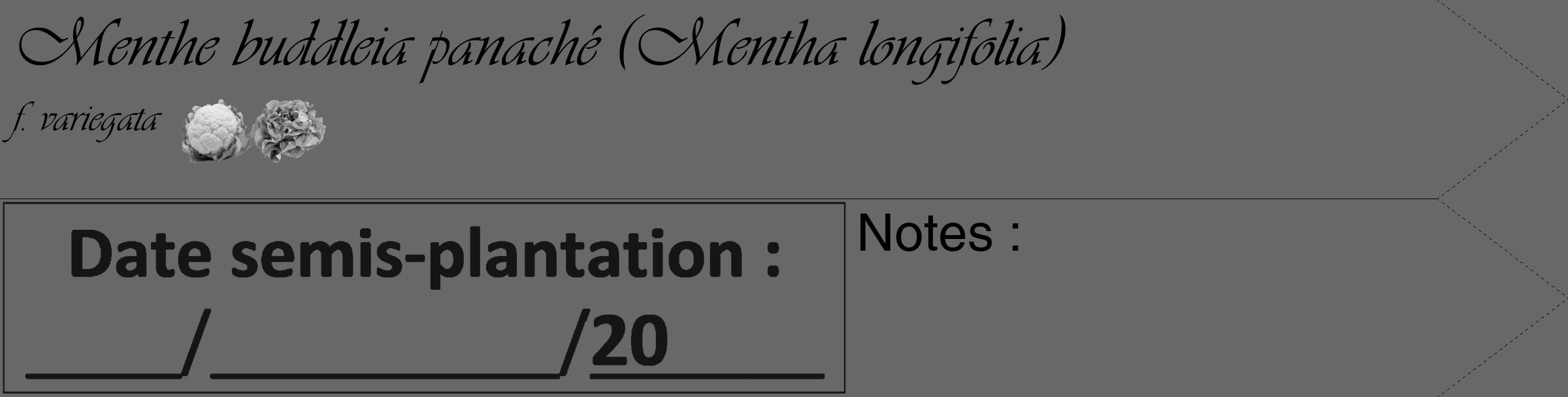 Étiquette de : Mentha longifolia f. variegata - format c - style noire6_simple_simpleviv avec comestibilité simplifiée