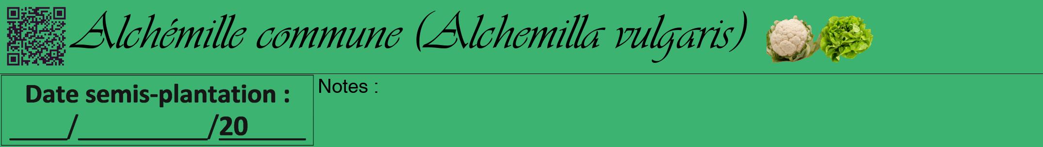 Étiquette de : Alchemilla vulgaris - format a - style noire12viv avec qrcode et comestibilité simplifiée