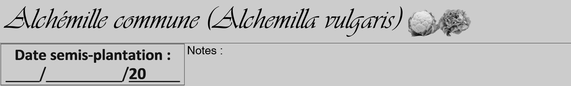 Étiquette de : Alchemilla vulgaris - format a - style noire0viv avec comestibilité simplifiée