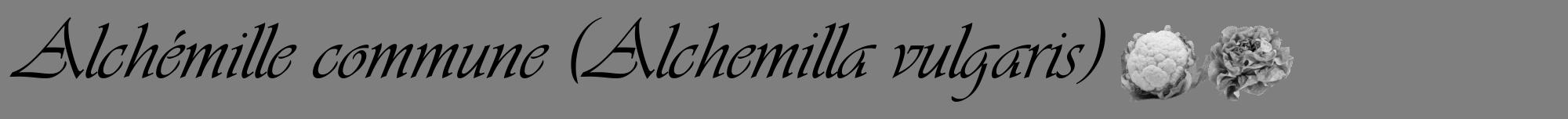 Étiquette de : Alchemilla vulgaris - format a - style noire31viv avec comestibilité simplifiée