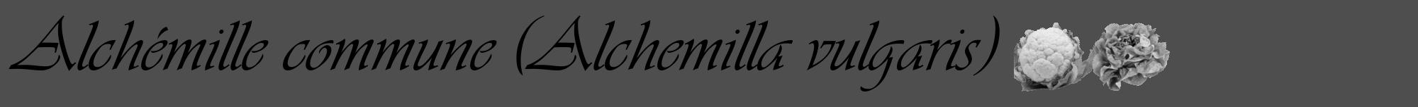 Étiquette de : Alchemilla vulgaris - format a - style noire33viv avec comestibilité simplifiée