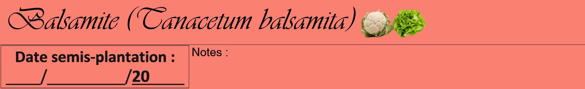 Étiquette de : Tanacetum balsamita - format a - style noire38viv avec comestibilité simplifiée