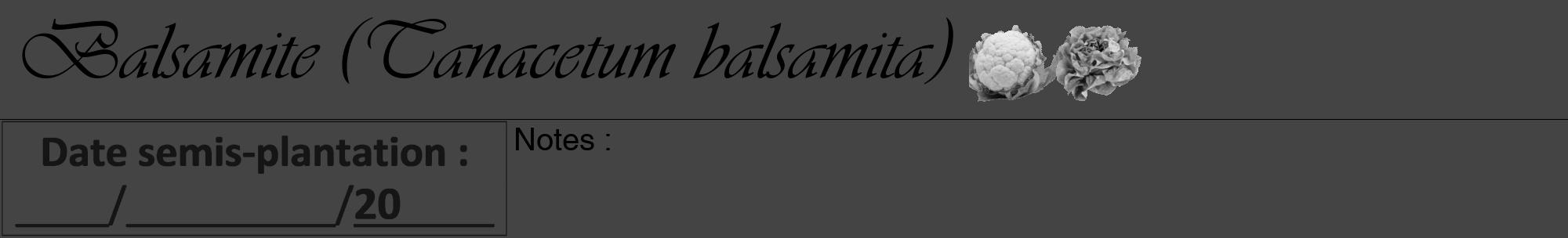 Étiquette de : Tanacetum balsamita - format a - style noire48viv avec comestibilité simplifiée