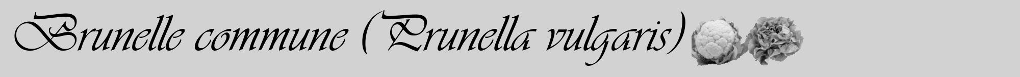 Étiquette de : Prunella vulgaris - format a - style noire14viv avec comestibilité simplifiée
