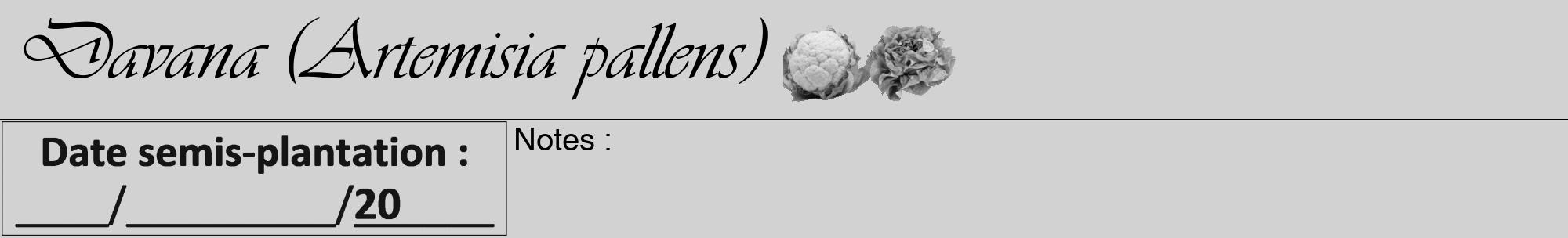 Étiquette de : Artemisia pallens - format a - style noire14basiqueviv avec comestibilité simplifiée