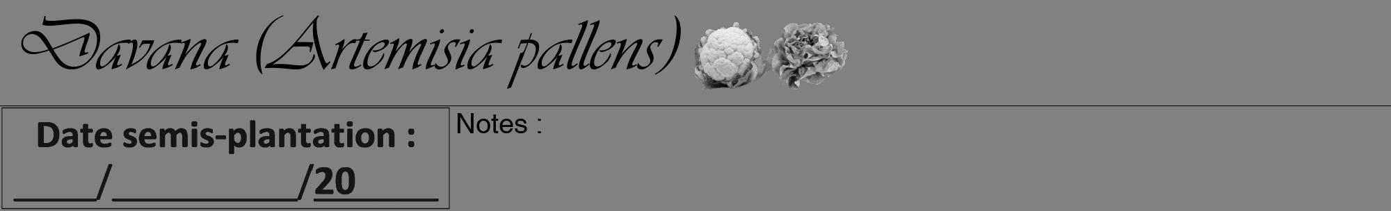 Étiquette de : Artemisia pallens - format a - style noire50viv avec comestibilité simplifiée