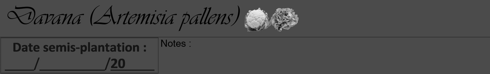 Étiquette de : Artemisia pallens - format a - style noire9viv avec comestibilité simplifiée