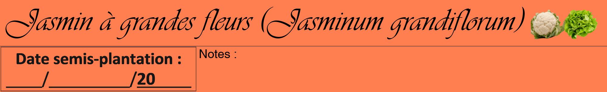 Étiquette de : Jasminum grandiflorum - format a - style noire24viv avec comestibilité simplifiée