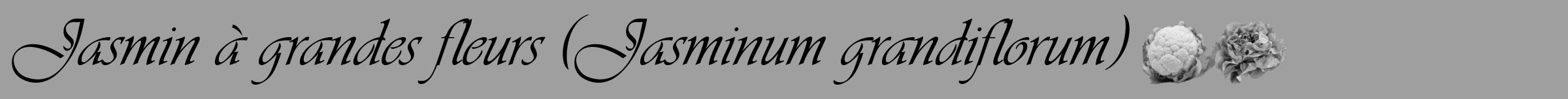 Étiquette de : Jasminum grandiflorum - format a - style noire24simpleviv avec comestibilité simplifiée