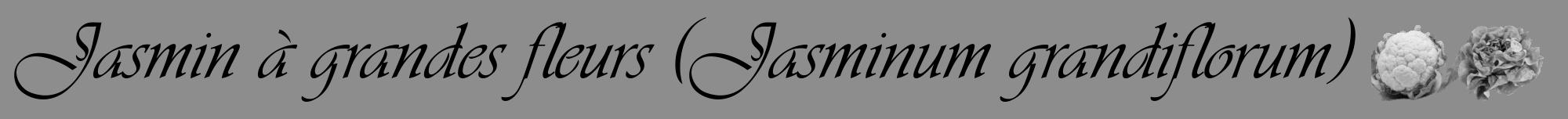 Étiquette de : Jasminum grandiflorum - format a - style noire2viv avec comestibilité simplifiée