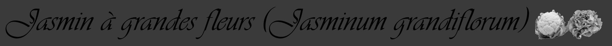 Étiquette de : Jasminum grandiflorum - format a - style noire8viv avec comestibilité simplifiée