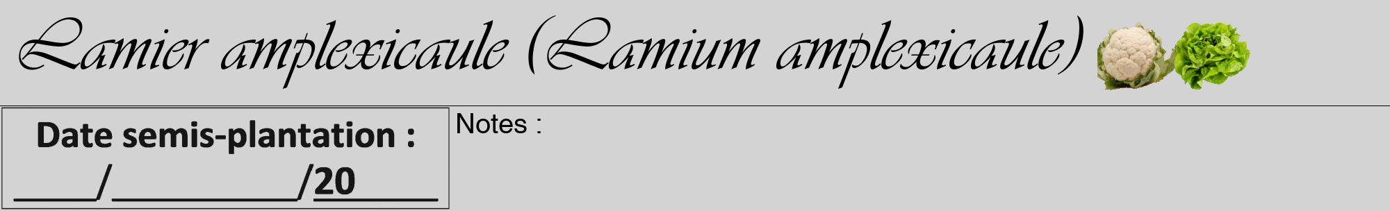 Étiquette de : Lamium amplexicaule - format a - style noire56viv avec comestibilité simplifiée