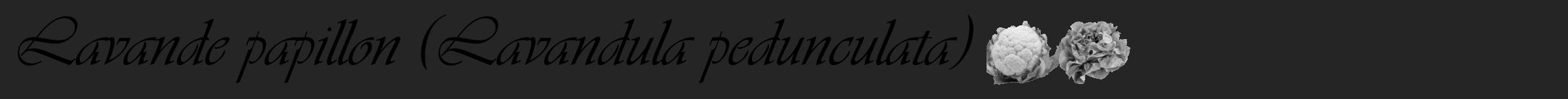 Étiquette de : Lavandula pedunculata - format a - style noire47simpleviv avec comestibilité simplifiée
