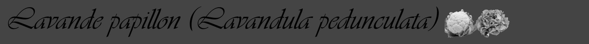 Étiquette de : Lavandula pedunculata - format a - style noire48viv avec comestibilité simplifiée